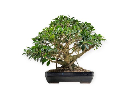 Ficus retusa - 60 cm