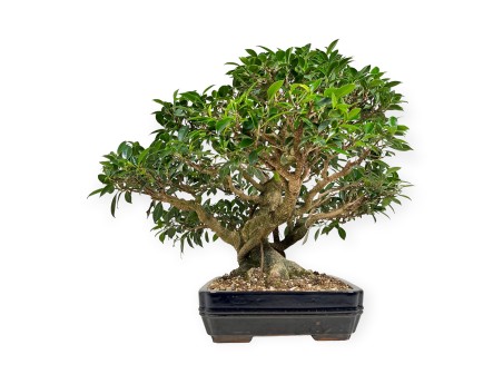 Ficus retusa - 60 cm