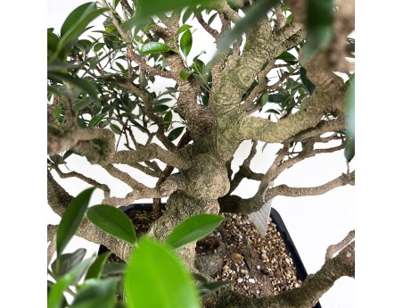 Ficus retusa - 60 cm