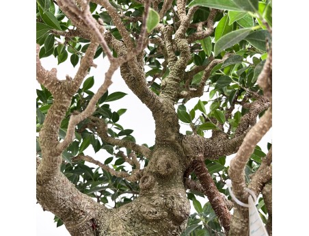 Ficus retusa - 60 cm