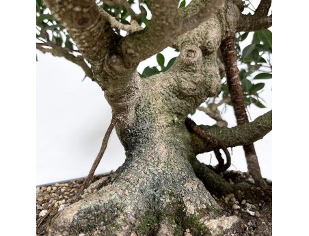 Ficus retusa - 60 cm