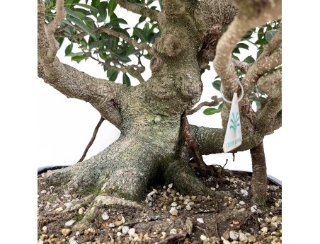 Ficus retusa - 60 cm