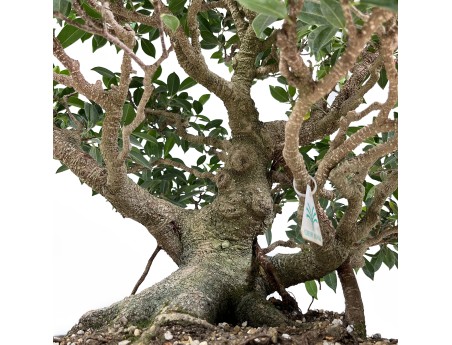 Ficus retusa - 60 cm