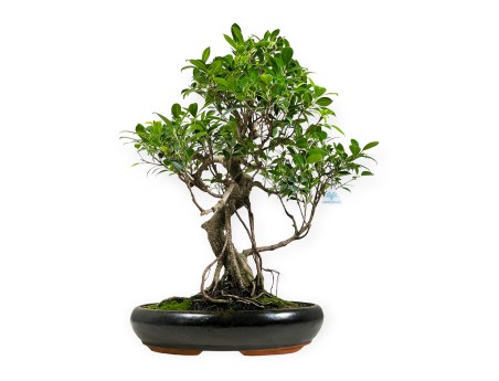 Ficus retusa - 64 cm