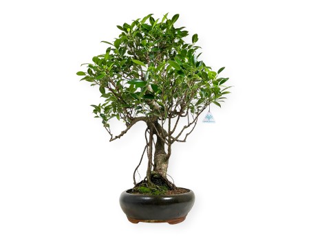 Ficus retusa - 64 cm