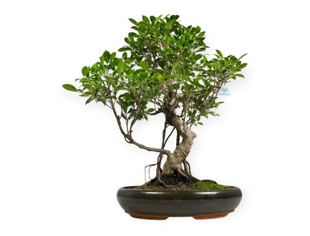 Ficus retusa - 64 cm