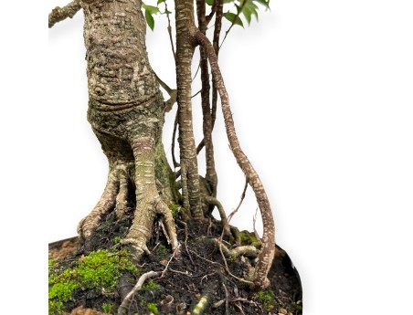 Ficus retusa - 64 cm