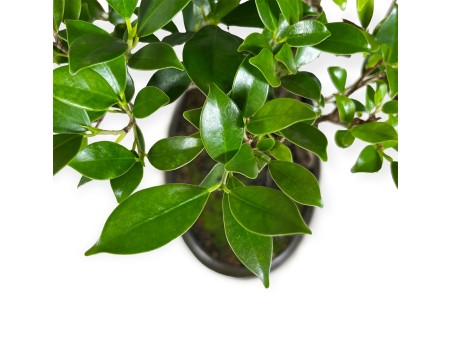 Ficus retusa - 64 cm