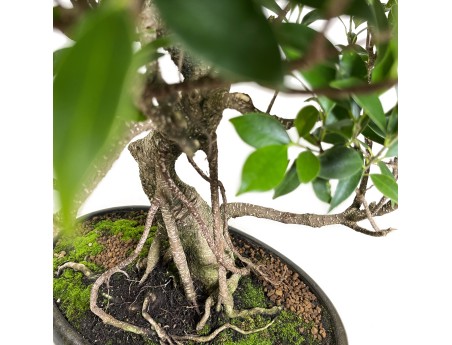 Ficus retusa - 64 cm