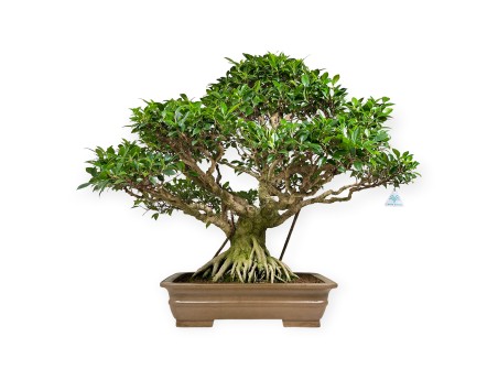 Ficus retusa - 84 cm