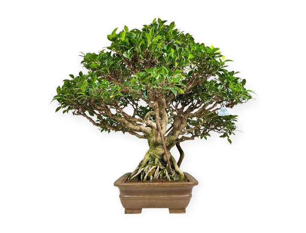 Ficus retusa - 84 cm 2