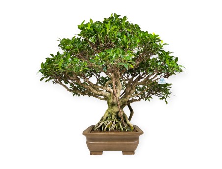 Ficus retusa - 84 cm