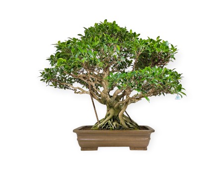 Ficus retusa - 84 cm