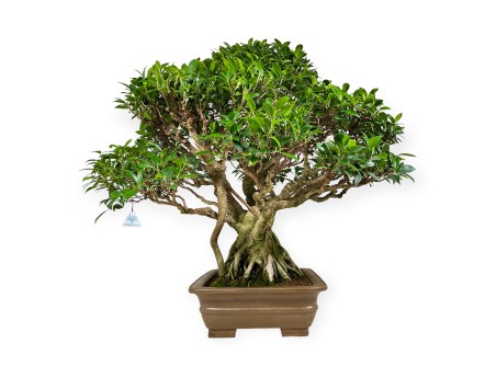 Ficus retusa - 84 cm
