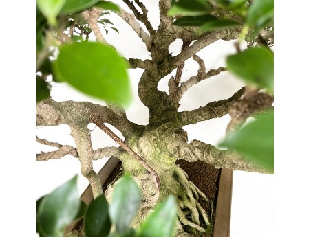 Ficus retusa - 84 cm