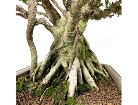 Ficus retusa - 84 cm