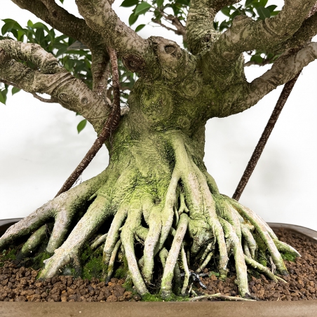 Ficus retusa - 84 cm