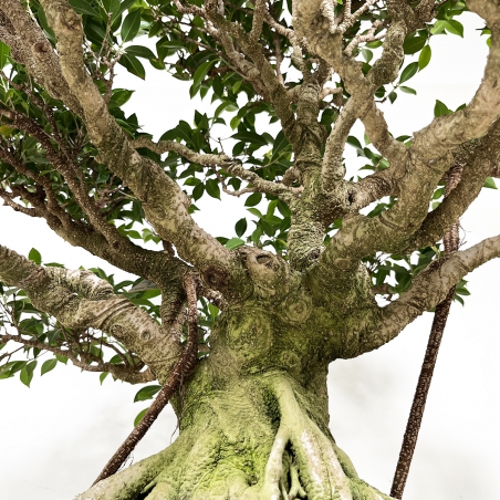 Ficus retusa - 84 cm