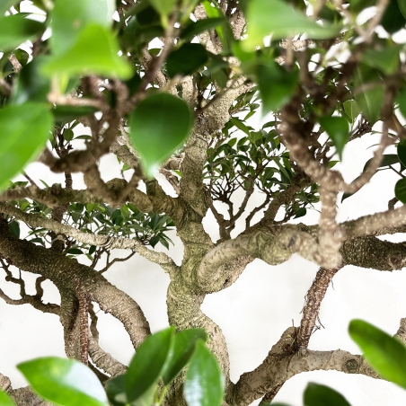 Ficus retusa - 84 cm