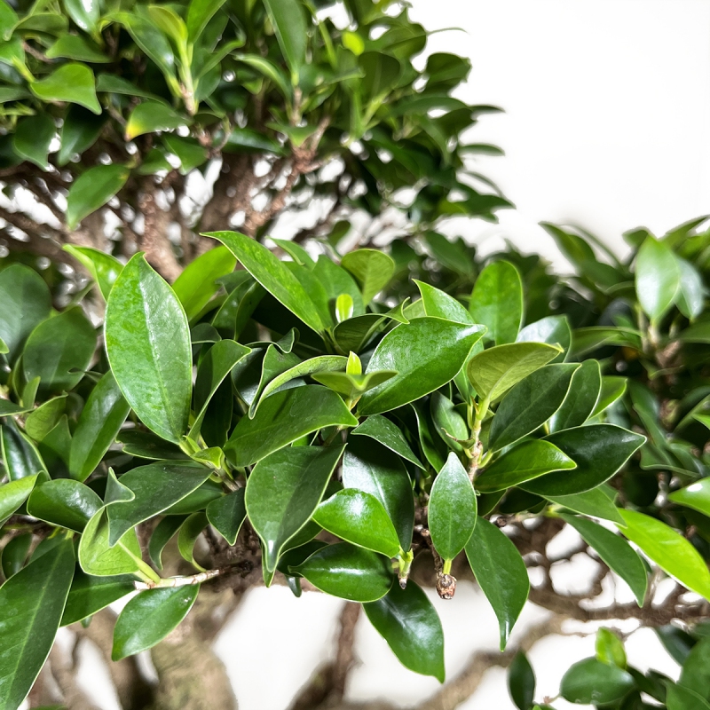 Ficus retusa - 84 cm