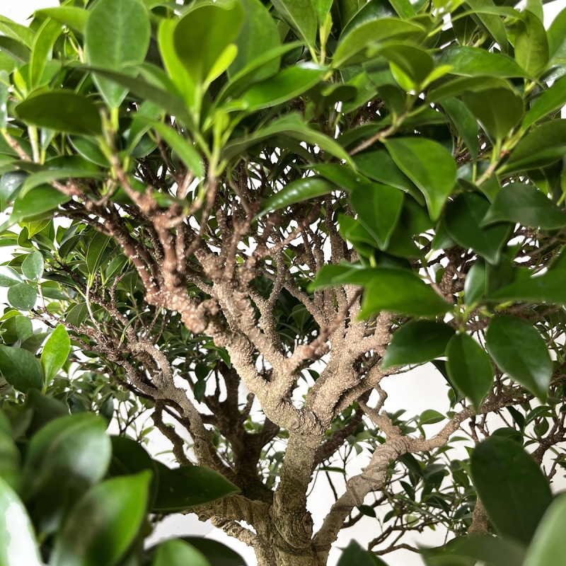 Ficus retusa - 84 cm