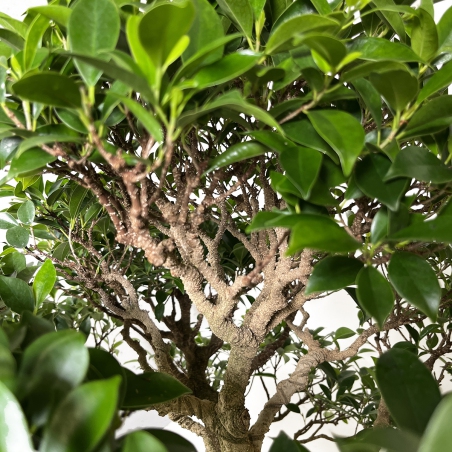 Ficus retusa - 84 cm