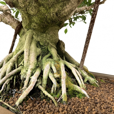 Ficus retusa - 84 cm