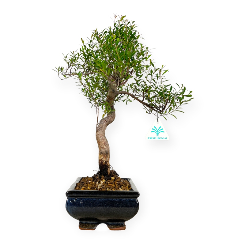 Syzygium communis - Mirto - 40 cm