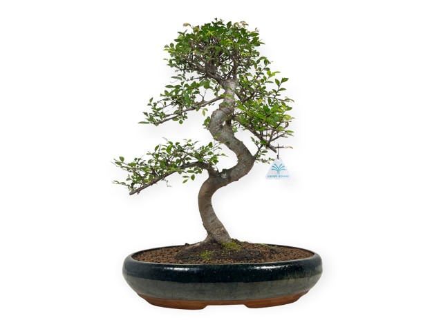 Zelkova nire - Ulmen - 58 cm