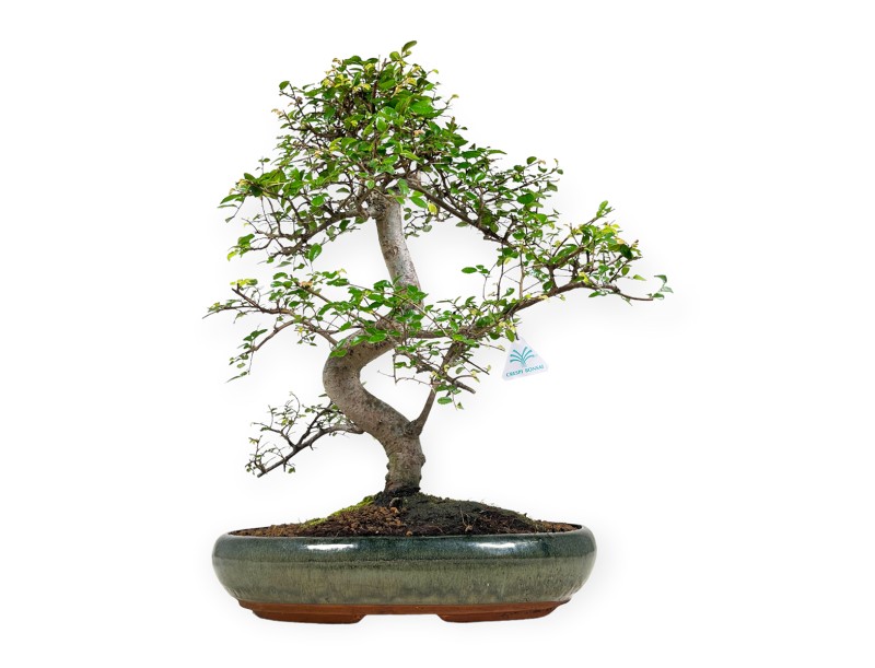 Zelkova nire Elm 58 cm