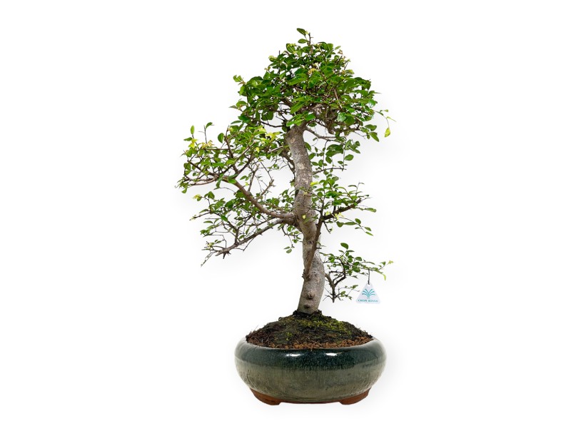 Zelkova nire Elm 58 cm
