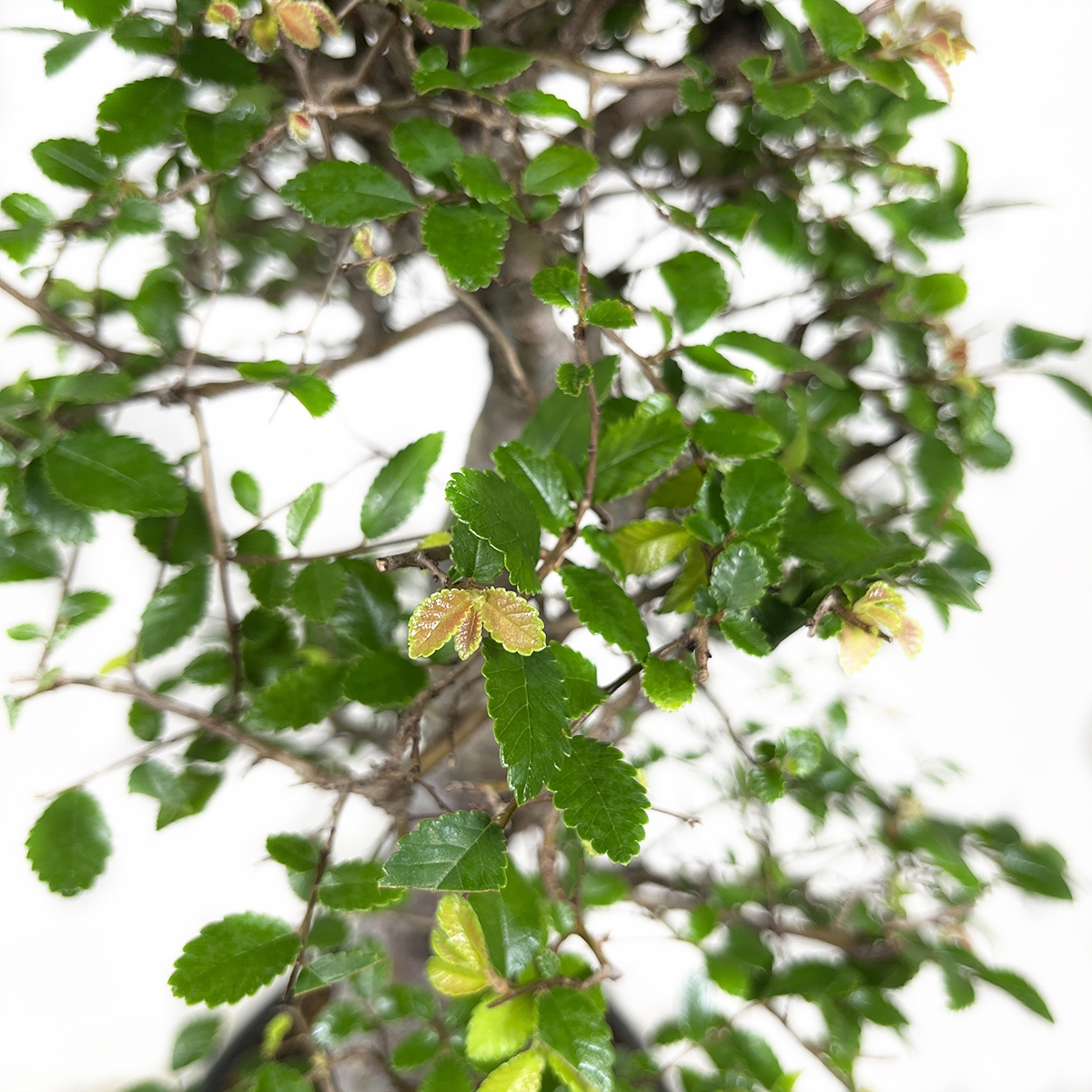 Zelkova nire Elm 58 cm