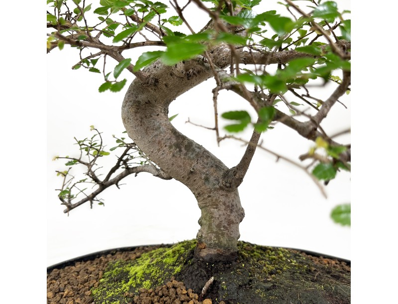 Zelkova nire Elm 58 cm