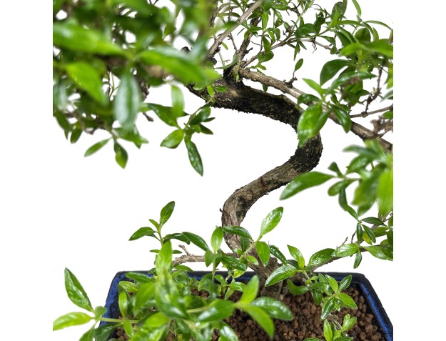 Serissa foetida - 43 cm 2