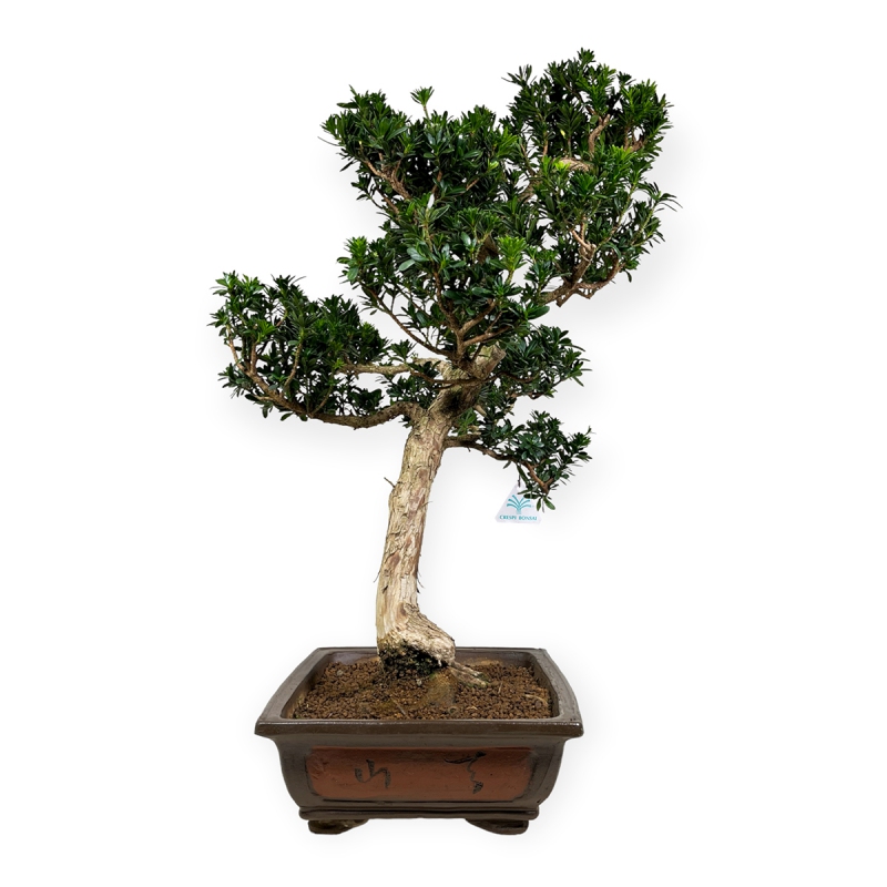 Podocarpus macrophylla - 82 cm