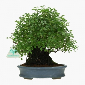 Rosa - 23 cm