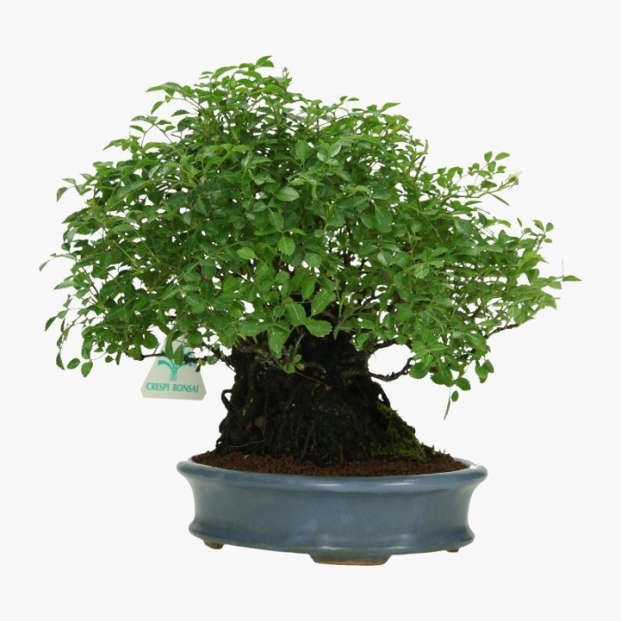 Rosa - 23 cm