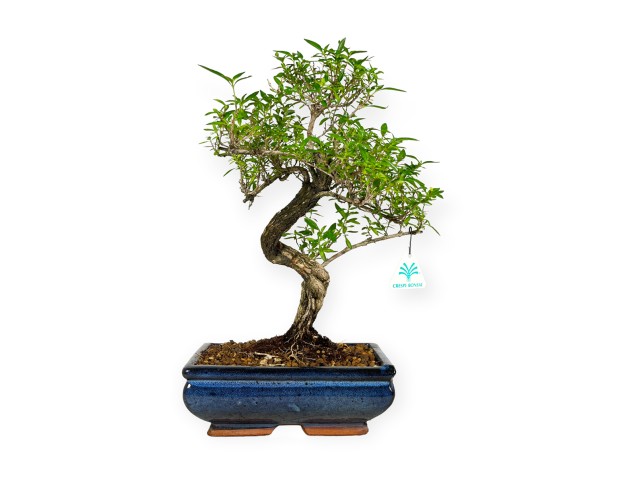 Serissa foetida - 35 cm 2