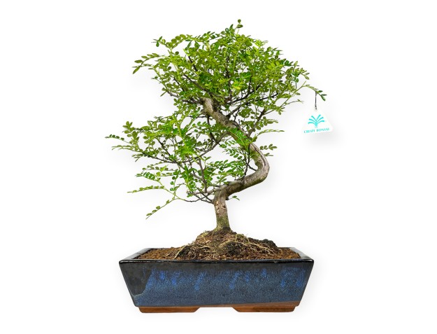 Zanthoxylum - Árbol de la pimienta - 42 cm