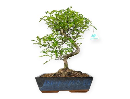 Zanthoxylum - Peperboom - 42 cm