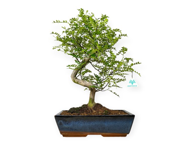 Zanthoxylum - Árbol de la pimienta - 42 cm 2