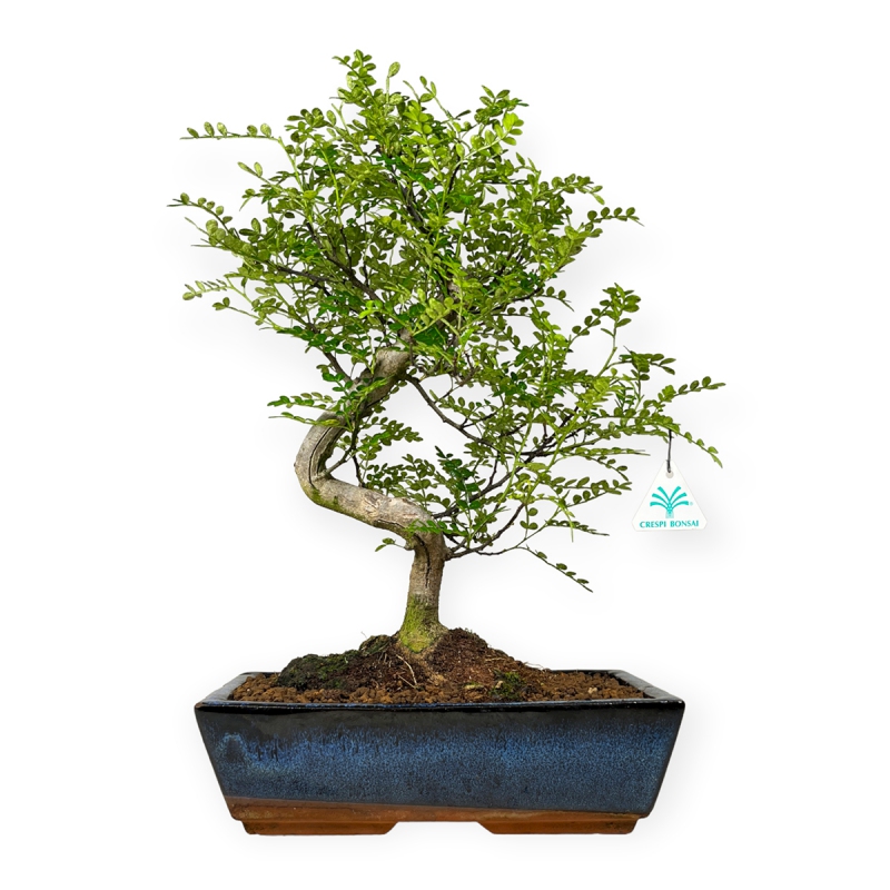 Zanthoxylum – Pfefferbaum – 42 cm