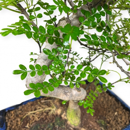 Zanthoxylum – Pepper tree – 42 cm