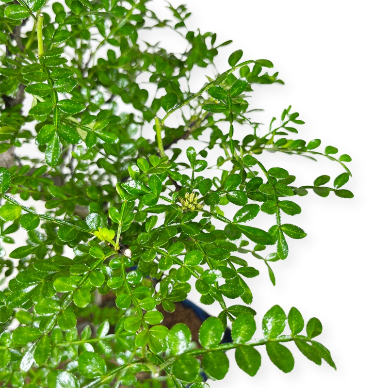 Zanthoxylum - Árbol de la pimienta - 42 cm