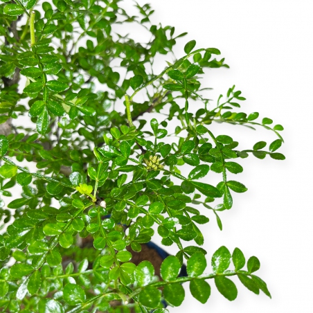 Zanthoxylum – Pfefferbaum – 42 cm