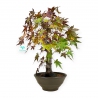 Acer palmatum - érable - 44 cm