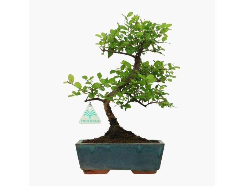 Sagerethia theezans - Sageretia - 30 cm