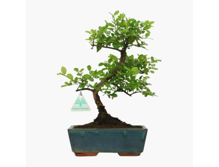 Sagerethia theezans - Sageretia - 30 cm