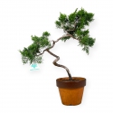 Juniperus chinensis - Juniper - 39 cm