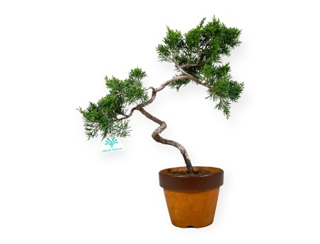 Juniperus chinensis Itogawa - Genévrier de Chine - 39 cm